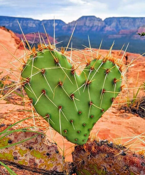 heart-shaped cactus