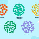 Graphic illustration of some examples of good bacteria that impact the oral microbiome.