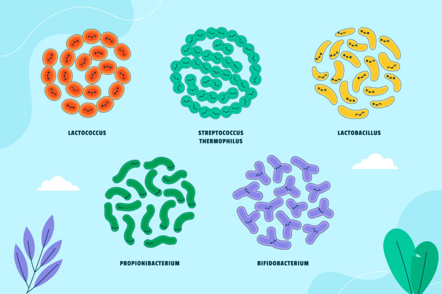 Graphic illustration of some examples of good bacteria that impact the oral microbiome.